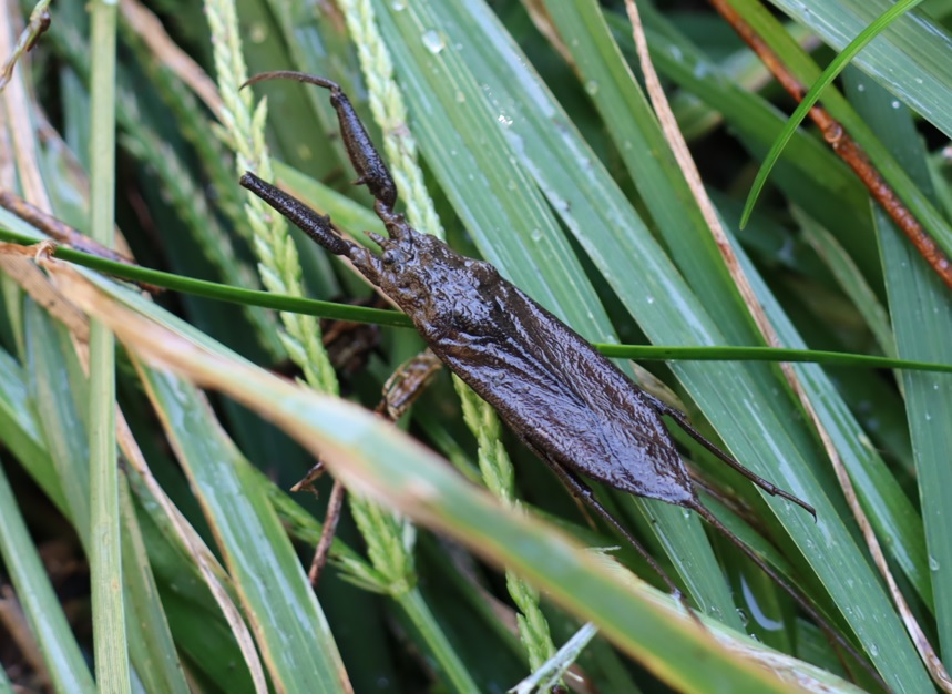 タイコウチ(1匹目)_タガメの里 タガメの命をつなぐ用水路_2022年9月29日14時20分頃_気温29度